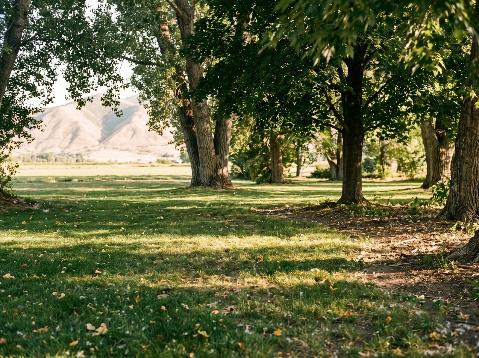 Shade from mature trees on a Cache Valley lawn near River Heights, Utah