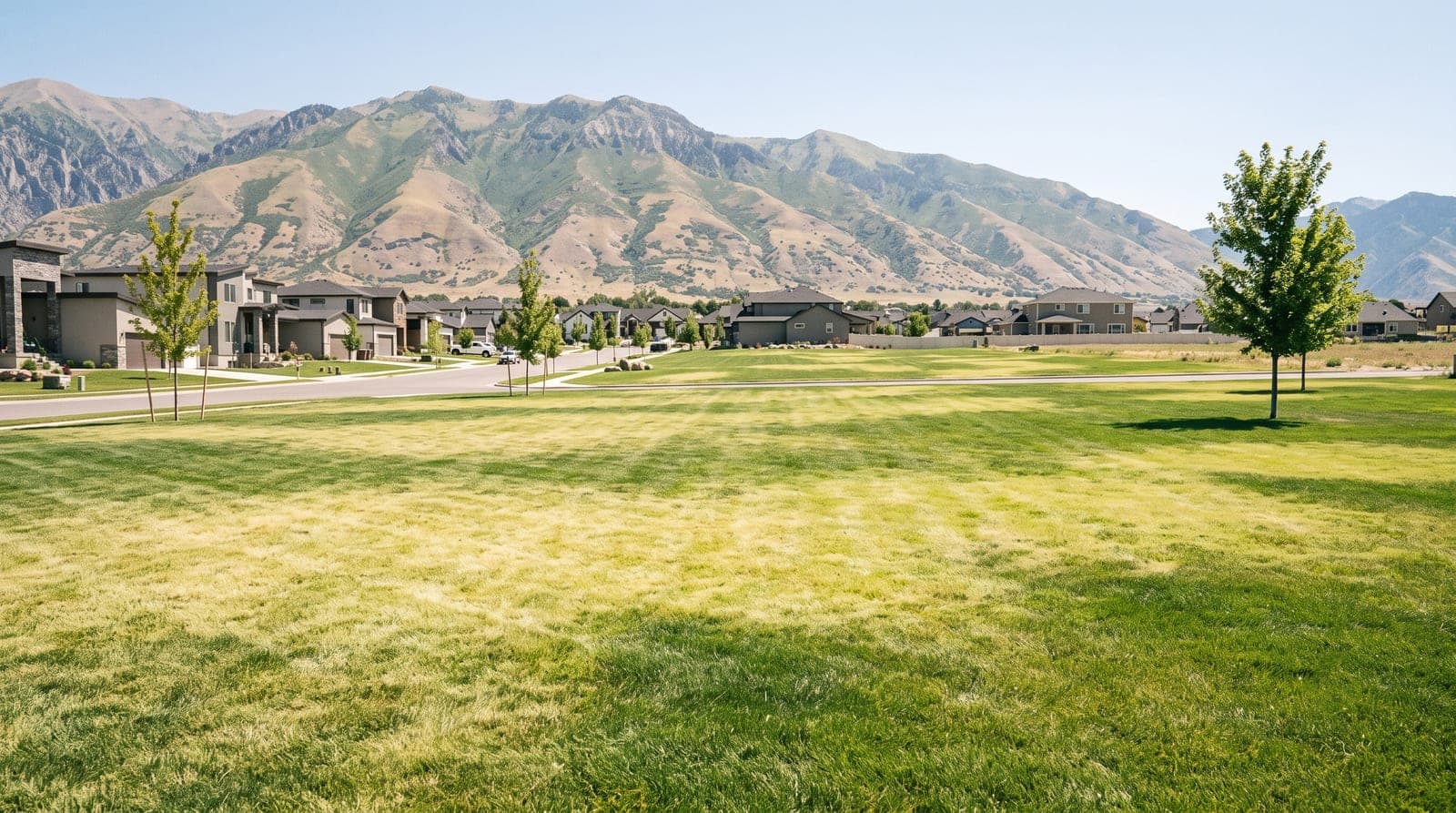 A pale, yellow-green Cache Valley lawn in the July heat, the newest growth the lightest.