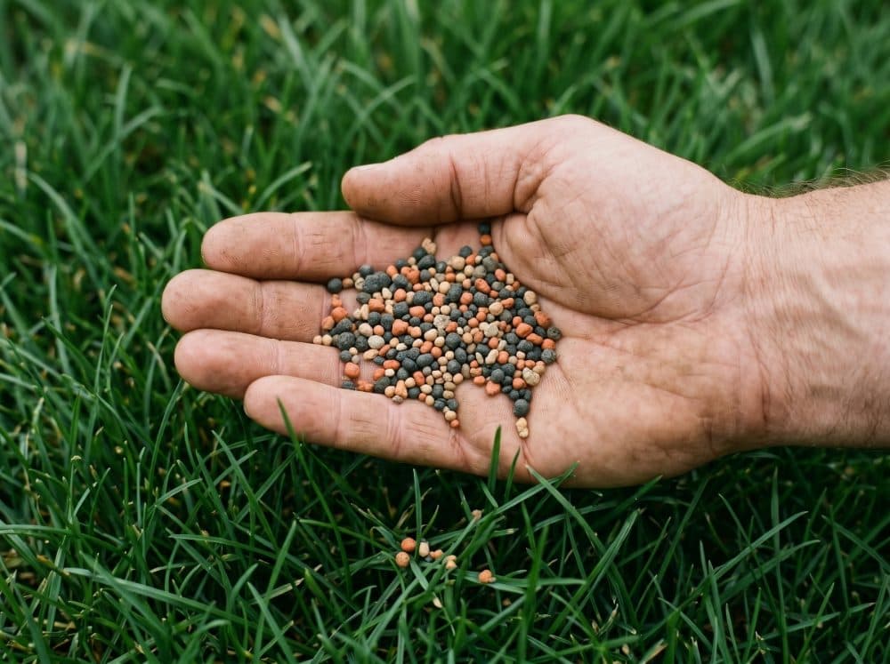 A weathered hand cups a small handful of slow-release granular fertilizer over a green lawn.
